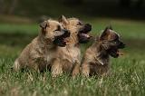 CAIRN TERRIER 416